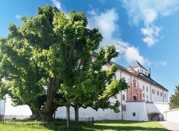 Schlosslinde steht seit 600 Jahren - Der Überlieferung nach wurde die Linde 1421 gepflanzt und gehört somit zu einem der ältesten Bäume Deutschlands. 