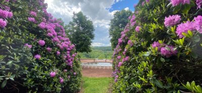 Schlosspark Lichtenwalde wird zum Blütenmeer - 