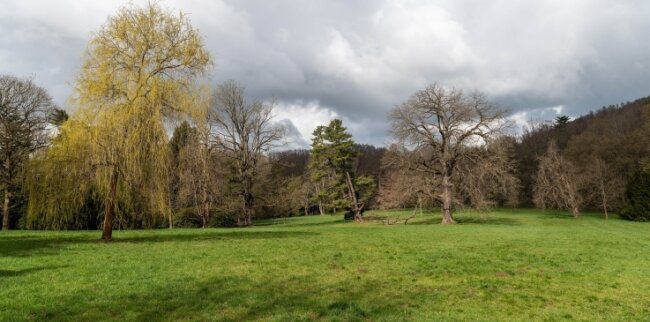 Der Schlosspark in Wechselburg soll zu neuem Leben erweckt und bereit für die Zukunft gemacht werden. Ein Herzstück ist die große Wiese, auf der unter anderem die sich neigende Weymouthskiefer wächst (Mitte).