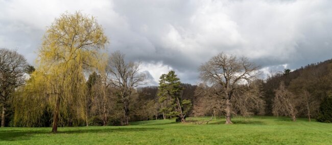 Schlosspark soll fit für die Zukunft werden - Der Schlosspark in Wechselburg soll zu neuem Leben erweckt und bereit für die Zukunft gemacht werden. Ein Herzstück ist die große Wiese, auf der unter anderem die sich neigende Weymouthskiefer wächst (Mitte). 
