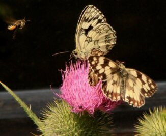 Schmetterlinge sind im Vogtland die Überflieger des Jahres - Die Blüten von Disteln locken den markanten Schachbrettfalter und andere Insekten an.