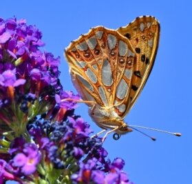 Schmetterlingsexperte: Situation der Tiere ist katastrophal - Ein Kleiner Perlmuttfalter auf einer Blüte.