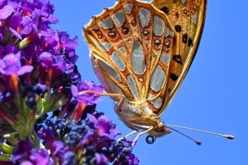 Schmetterlingsexperte: Situation der Tiere ist katastrophal - Ein Kleiner Perlmuttfalter auf einer Blüte.
