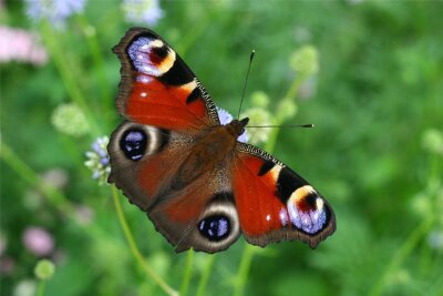 Schmetterlingsexperte vermisst die Vielfalt, was viele Gründe hat - Das Tagpfauenauge ist der wohl schönste Schmetterling in hiesigen Gefilden.