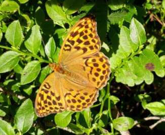 Schmetterlingsflügel erinnern an Mantel von Kaiser und Königen - Ein Kaisermantel an einer seiner Lieblingspflanzen, der Brombeere. Die Raupen sind wählerischer. 