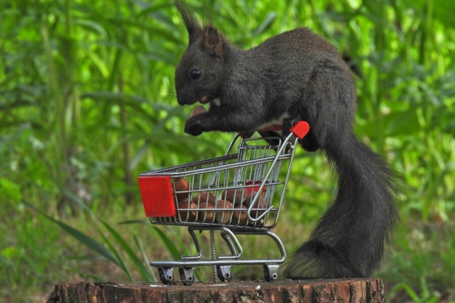 Schnappschuss in Oberlungwitz: Ein Eichhörnchen auf Einkaufstour - 