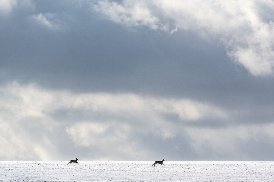Schnee auf dem Brocken und im Erzgebirge - Rehe laufen über ein schneebedecktes Feld.