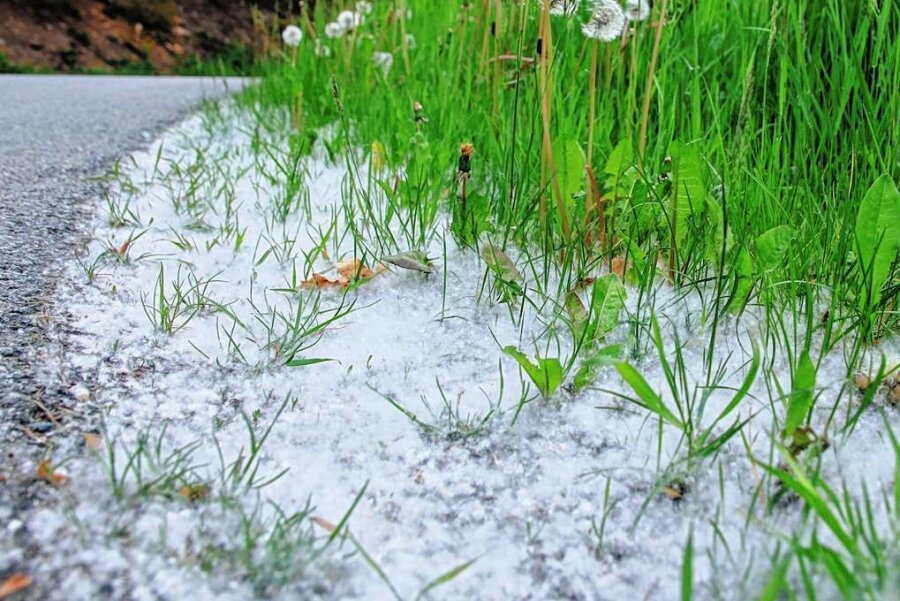 Schnee mitten im Mai im Vogtland? Was hinter dem Naturphänomen steckt - In der Nähe von Pappeln bilden sich in diesen Tagen Teppiche aus weißem Flaum. 