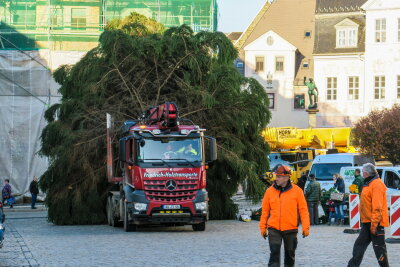 Schneeberg hat seinen Weihnachtsbaum - Am Donnerstag gegen 9 Uhr kam der Weihnachtsbaum in Schneeberg an.