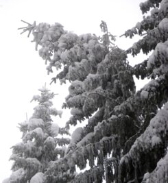Schneelast knickt Bäume einfach um - 
              <p class="artikelinhalt">Gefährlich neigen sich die Kronen der Bäume durch die Last des Schnees nach unten. </p>
            