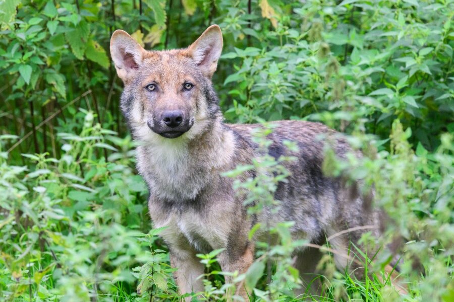 Schnellverfahren: Wolf soll zum Abschuss freigegeben werden - Wölfe stehen unter strengem Naturschutz und dürfen nur mit einer behördlichen Ausnahmegenehmigung unter strengen Voraussetzungen geschossen werden.