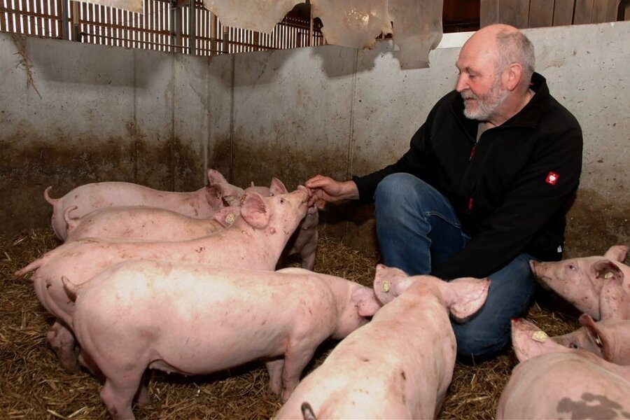 Schweine sind neugierig. Sobald Vorstandsvorsitzender Udo Weymann in die Box geht, umringen ihn die Tiere. Am Samstag dürfen die Gäste allerdings die Boxen nicht betreten. 