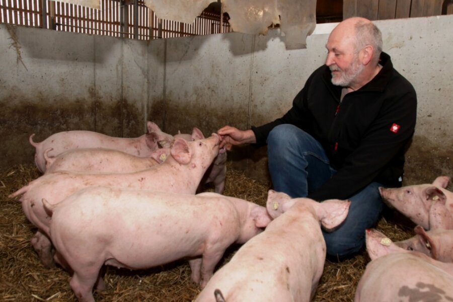 Schnuppertag im Schweinestall - Schweine sind neugierig. Sobald Vorstandsvorsitzender Udo Weymann in die Box geht, umringen ihn die Tiere. Am Samstag dürfen die Gäste allerdings die Boxen nicht betreten. 