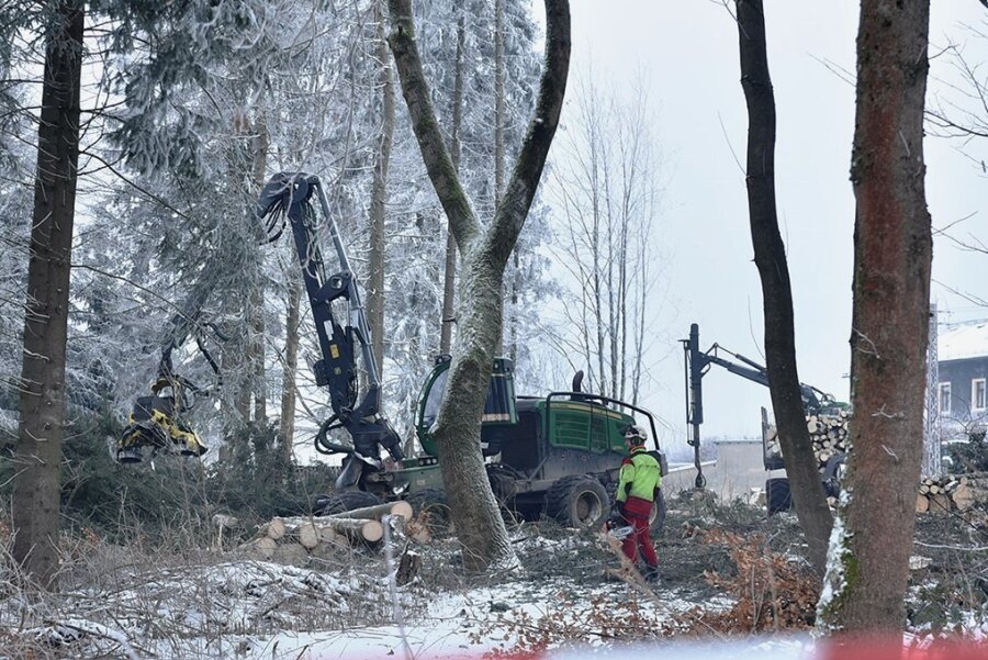 Rückblick Januar 2022: Am künftigen Eigenheimstandort Bürgerwäldchen nehmen Mitarbeiter der Rodewischer Firma Forstpflege Unger Baumfällungen vor. 