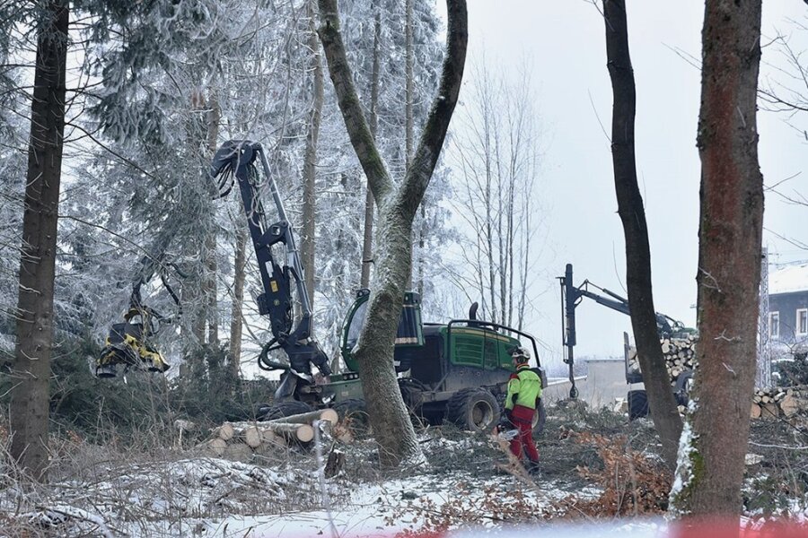 Am künftigen Eigenheimstandort Bürgerwäldchen nehmen Mitarbeiter der Rodewischer Firma Forstpflege Unger Baumfällungen vor. 
