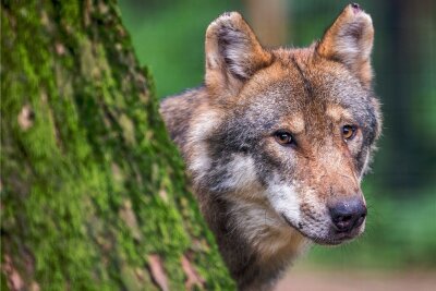 Schon 183 Wolfsrisse in diesem Jahr in Sachsen - Selbst Elektrozäune halten den Wolf nicht immer ab. In diesem Jahr gab es bereits 29 Fälle, wo Schutzmaßnahmen nichts nützten. 
