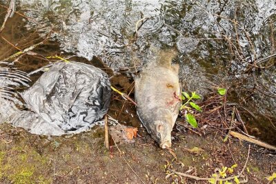 Schon wieder tote Fische in Zwickau: Im Schwanenteich sterben dutzende Karpfen - Überall am Ufer findet man derzeit tote Fische. Laut Anglerverband sterben täglich im Schwanenteich vier bis fünf Karpfen. 
