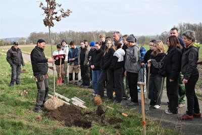 Schüler pflanzen Stieleichen in Berthelsdorf - Lehrer Falk Geißler erklärt den Schülerinnen und Schülern, worauf sie beim Pflanzen der Bäume achten müssen.