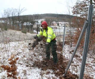 Schutzzäune können weg - Mitarbeiter der Firma Plantago aus Nobitz bei Altenburg am Wer bauen Verbisszäune für die Ortsumgehung von Flöha ab.