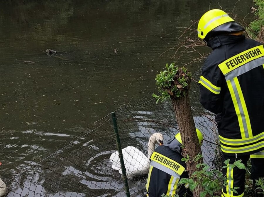 Schwan gehabt: Plauener Feuerwehrleute retten Jungtier aus Maschendrahtzaun - Trotz Schwierigkeiten rettete die Freiwillige Feuerwehr Großfriesen den jungen Schwan mit Erfolg.