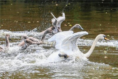 Schwanenglück: Vogelpaar gelingt in Plauen die Aufzucht von acht Jungtieren - Durch eine Art Schwimmwettkampf werden derzeit die noch nicht zum Fliegen ausgebildeten Flügel trainiert.