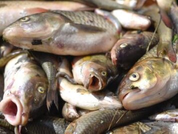 Schwarzenberg: Polizei ermittelt nach Fischsterben - 
