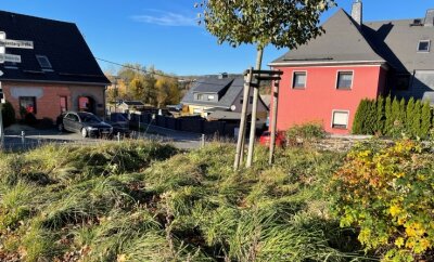 Schwarzenberger beklagen: "Es sieht wüst aus in der Stadt" - Auch die Grünfläche auf dem Brückenberg, wo eine neue Linde gepflanzt wurde, ist weder als Rasen noch als Blühwiese definierbar. 