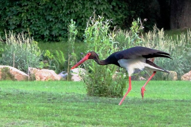 Schwarzstorch besucht fast täglich Garten in Röthenbach - Der Schwarzstorch stattet seit Jahren dem Grundstück von Frank Schubert in Röthenbach einen Besuch ab oder er hält sich auf den Wiesen in der Umgebung auf.