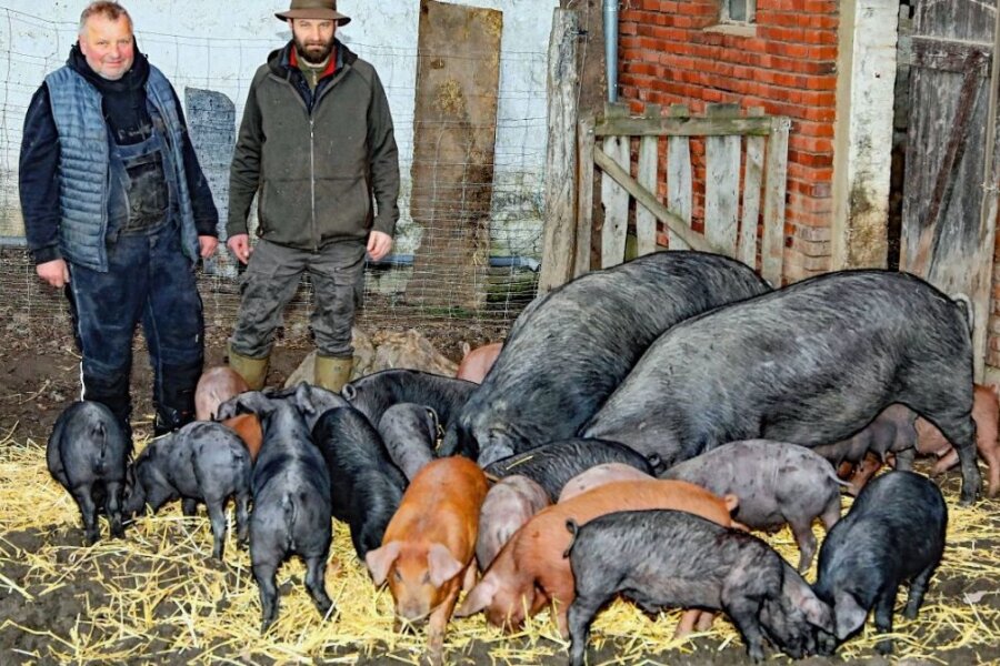 Schwein gehabt: Bei Heyers haben Schnitzel Freigang - Täglich kümmern sich die Fleischermeister um ihre Freigänger-Schweine, die, bis sie dann geschlachtet werden, ein "schweinisch gutes Leben" haben.