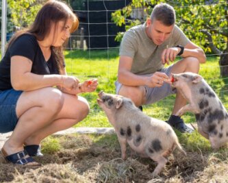 Schwein gehabt: Zwei Ferkel als Glücksbringer zur Hochzeit - Melanie und Florian Butz haben längst das Vertrauen der kleinen Hängebauchschweine errungen - nur hochnehmen lassen sich die Ferkel nicht. 