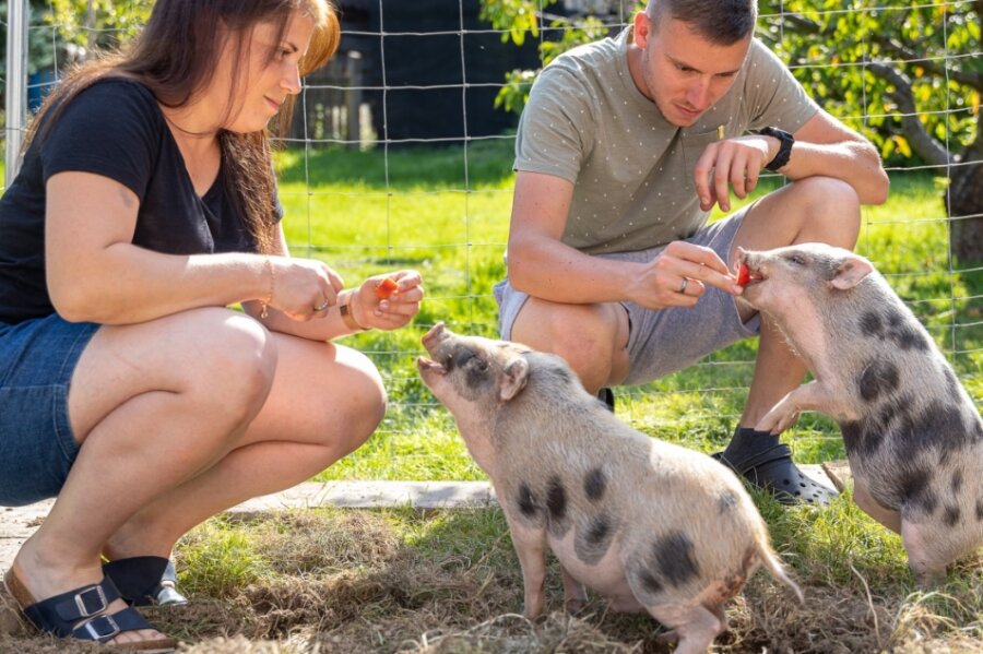 Schwein gehabt: Zwei Ferkel als Glücksbringer zur Hochzeit - Melanie und Florian Butz haben längst das Vertrauen der kleinen Hängebauchschweine errungen - nur hochnehmen lassen sich die Ferkel nicht. 