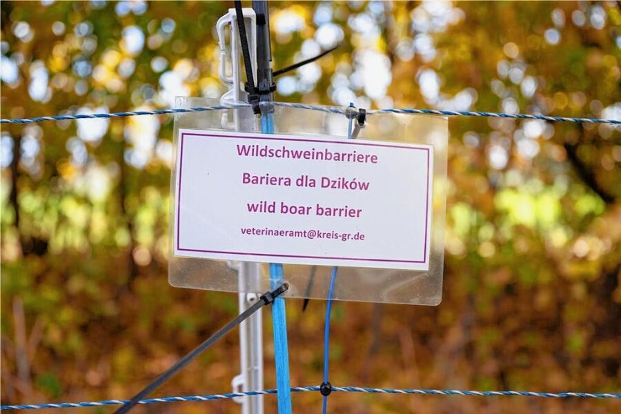 Schweinepest: Drohnen schweben über Mittelsachsen - Ein Schild mit der Aufschrift "Wildschweinbarriere" hängt an einem Zaun eines gefährdeten Gebietes.