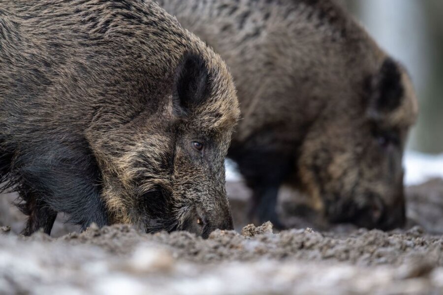 Schweinepest: Reinsberg gehört nun zur Sperrzone - Ab sofort gehört auch das mittelsächsische Reinsberg bei Freiberg zur Sperrzone. So müssen beispielsweise Wildschweine erst auf die tödliche Erkrankung untersucht werden, ehe sie aus dem Gebiet verbracht werden.