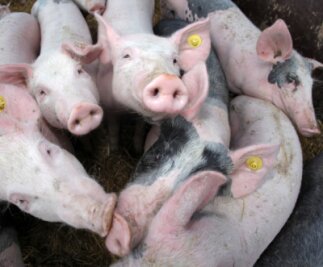 Schweinepest: Vorsichtsmaßnahmen im Landkreis Mittelsachsen laufen - Damit die Afrikanische Schweinepest, die für Schweine meist tödlich endet, nicht in die Produktionsbetriebe eingetragen wird, sind enorme Sicherheitsvorkehrungen notwendig. 