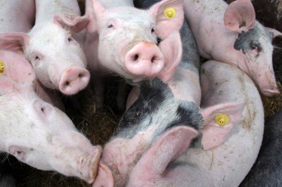 Schweinepest: Vorsichtsmaßnahmen im Landkreis Mittelsachsen laufen - Damit die Afrikanische Schweinepest, die für Schweine meist tödlich endet, nicht in die Produktionsbetriebe eingetragen wird, sind enorme Sicherheitsvorkehrungen notwendig. 
