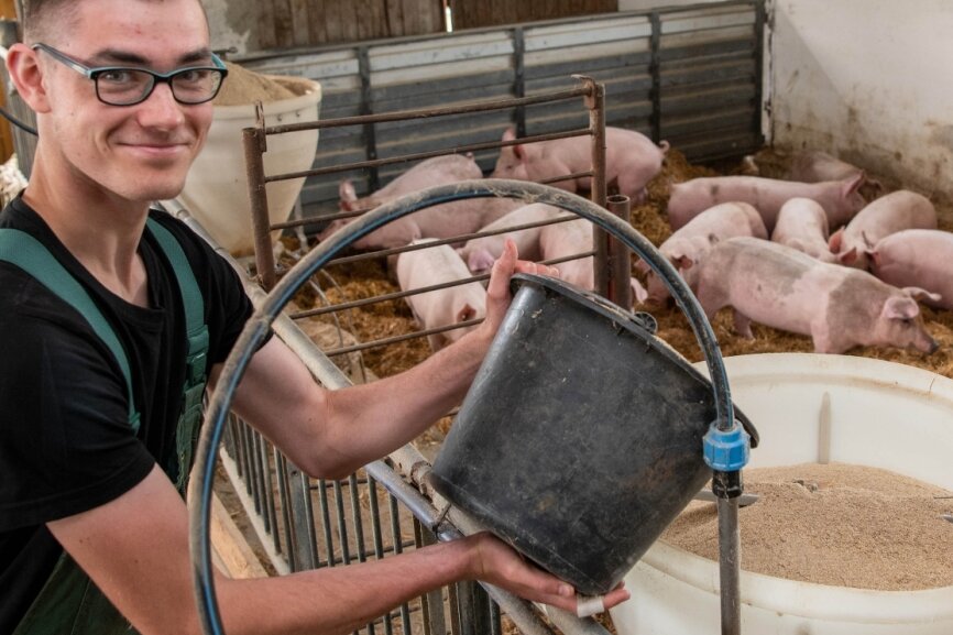 Bei der Agraset-Agrargenossenschaft Naundorf als Gründungsmitglied der Genießergenossenschaft Sachsen werden bereits Duroc-Schweine nach der Art gehalten, wie es im neuen Königshainer Stall geplant ist. Das Foto mit Auszubildendem André Berger entstand im Sommer vergangenen Jahres. 