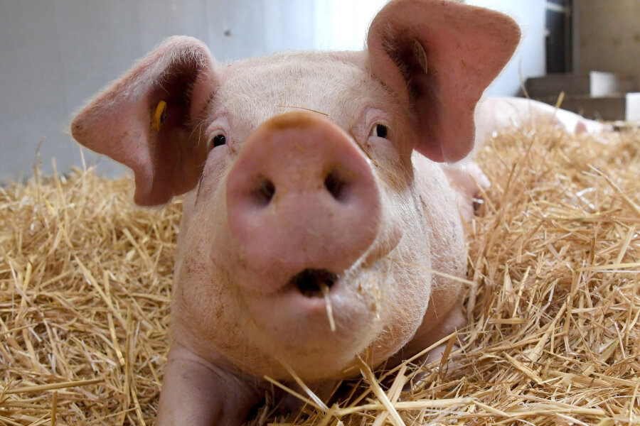 Schweinestall in Königshain-Wiederau: Bürgermeister erwartet kaum Gerüche
