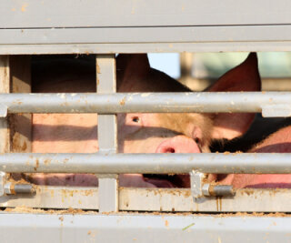 Schweinetransport in Waldenburg verunglückt - Die überlebenden Tiere mussten nach der Bergung notgeschlachtet werden.