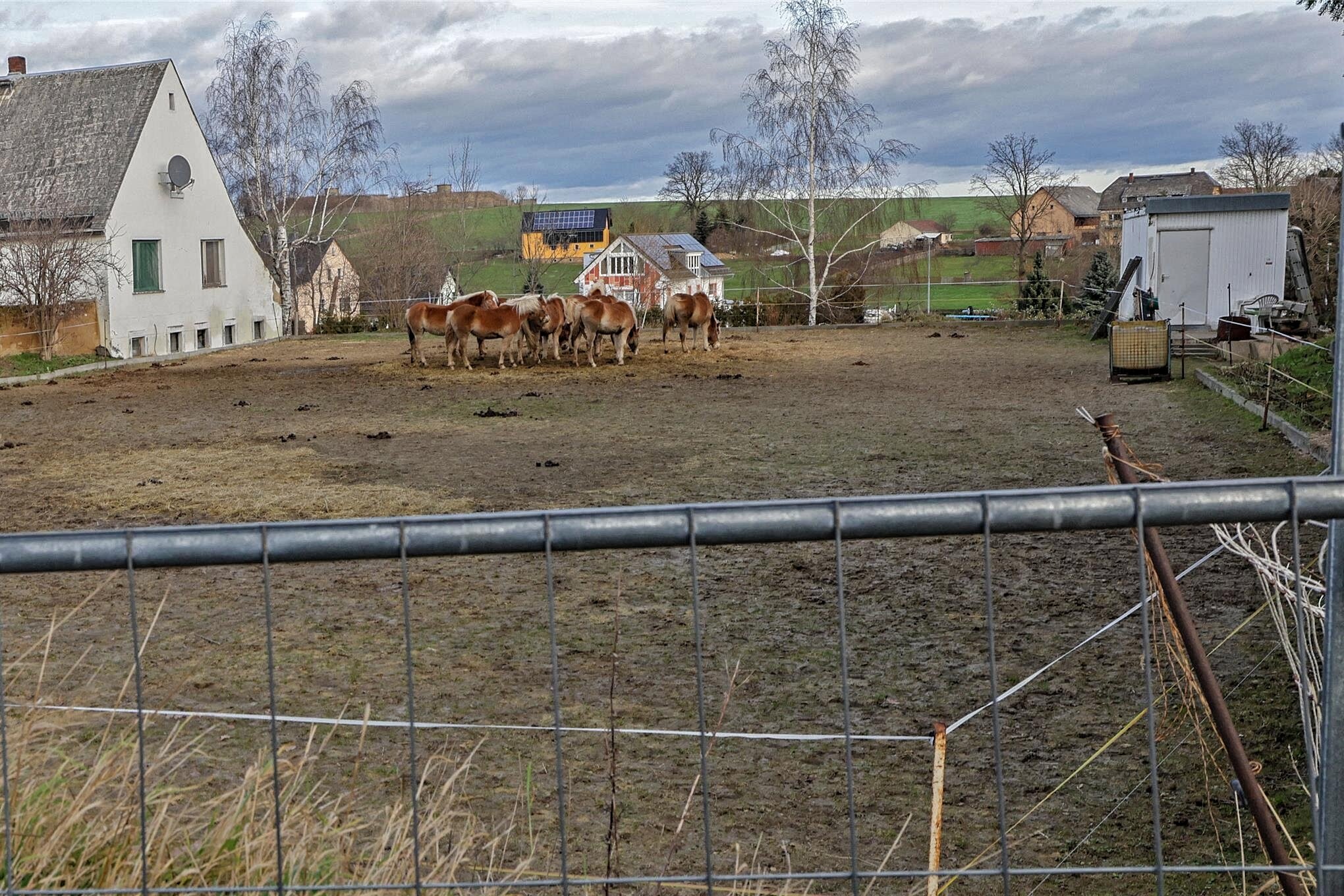 Schwere Vorwürfe Gegen Pferdezüchter Aus Mittelsachsen Werden Die Veterinärämter Nun Aktiv 