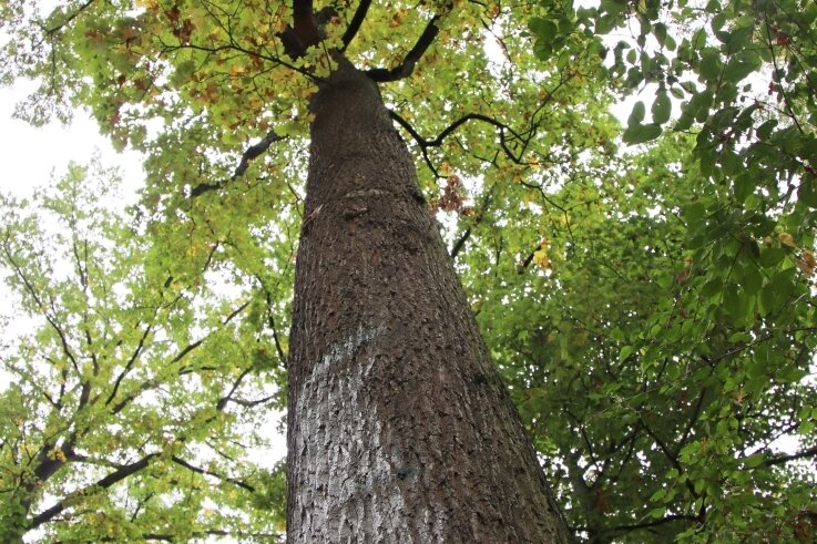 Schwierige Suche nach Gedenkstein - Nichts weist mehr darauf hin, dass dieser Baum zu Ehren des Schriftstellers Theodor Körner in Zwickau gepflanzt wurde. 