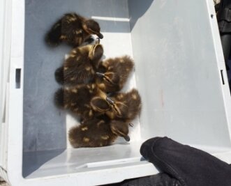 Sechs Entenküken aus Gleisbett gerettet - Diese Küken wurden aus dem Gleisbett gerettet. 