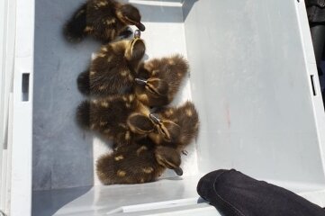 Sechs Entenküken aus Gleisbett gerettet - Diese Küken wurden aus dem Gleisbett gerettet. 
