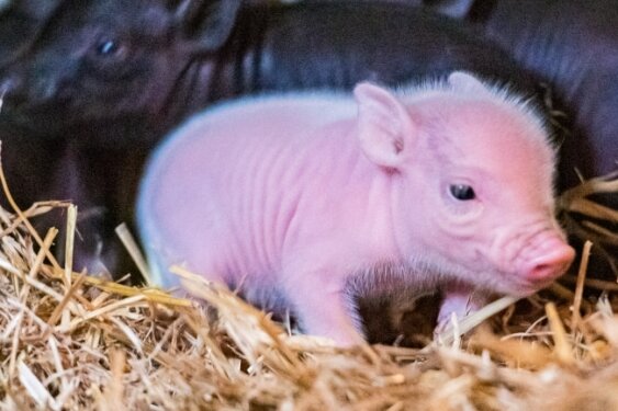 Sechs süße Ferkel hat Mini-Schwein-Mutter Rosalie im Auer Zoo der Minis zur Welt gebracht - jedes gerade mal 100 Gramm schwer. 