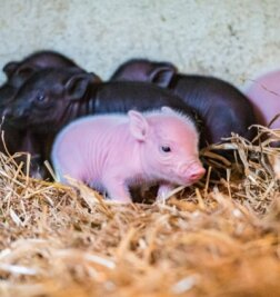 Sechsfache Vaterfreuden: Rudi macht's noch einmal - Sechs süße Ferkel hat Mini-Schwein-Mutter Rosalie im Auer Zoo der Minis zur Welt gebracht - jedes gerade mal 100 Gramm schwer. 