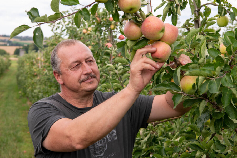 Seelitz: Apfelernte hat begonnen - Chef Heiko Hübler prüft im Obstgut Seelitz auf einer Plantage Äpfel der Sorte Piros.