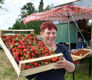 Seelitzer Erdbeeren sind reif - Saison-Start für Selbstpflücker steht fest - Auf den Erdbeerfeldern des Obstguts Seelitz haben Ernte und Verkauf der süßen Früchte begonnen. Mitarbeiterin Sabine Träger wartet am Feld bei Spernsdorf auf Kundschaft. 