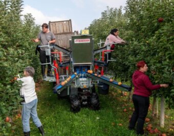 Seelitzer Obstgut: Hälfte der Äpfel ist gepflückt - Bei der Apfelernte der Obstgutgenossenschaft Seelitz wird derzeit eine Erntehilfe getestet. 