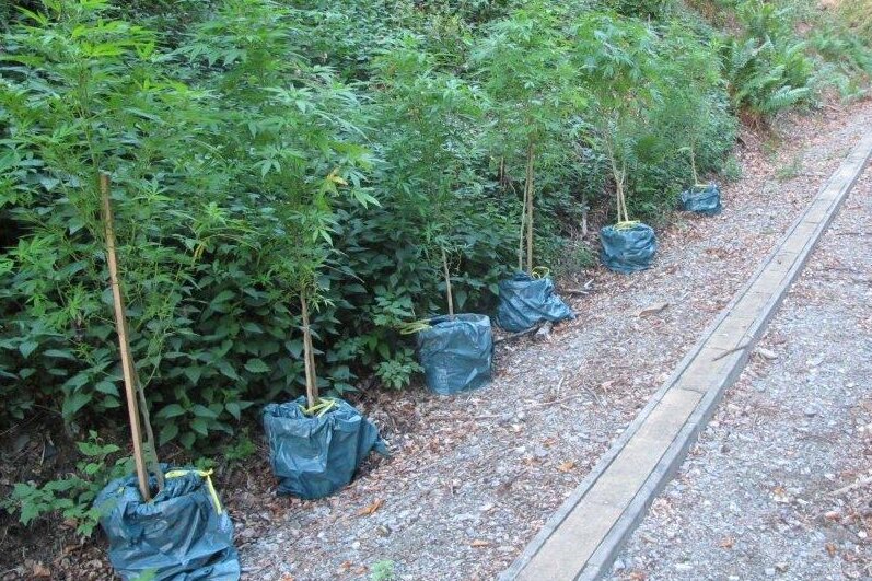 Sehma: Spaziergänger finden Cannabis-Pflanzen - 