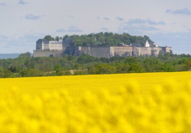 Sehnsucht Freiheit: Aktionswoche auf der Festung Königstein - Blick über eine blühendes Rapsfeld auf die Festung Königstein in der Sächsischen Schweiz.