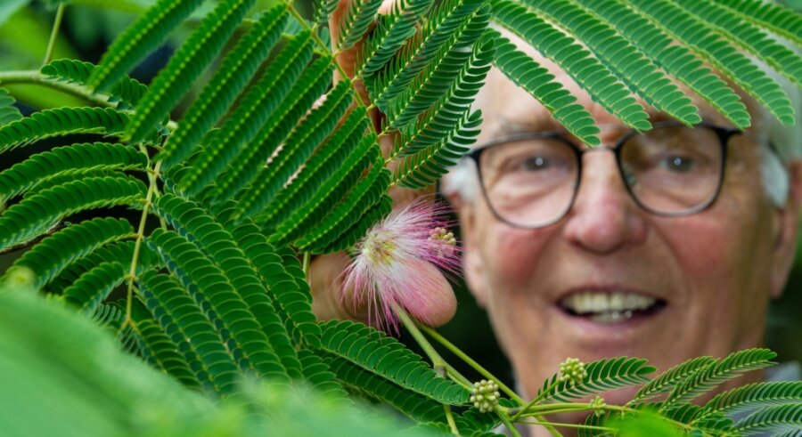 Seidenbaum-Blüte macht Gärtner stolz - Bernhard Weisbach staunte nicht schlecht, als er nach drei Jahren an seinem Seidenbaum bereits Blüten entdeckte. Ein Hinweis, dass Mittelmeerpflanzen durchaus auch in hiesigen Gefilden gedeihen. 